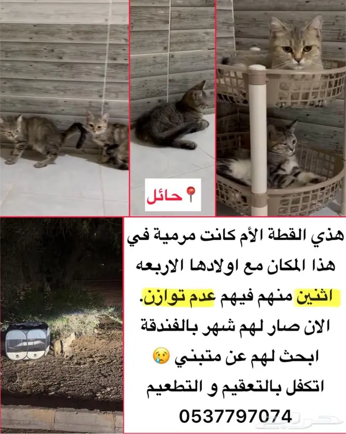 قطط للتبني 1