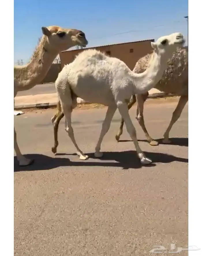 دجاج بلدي بياض مع الفقاسه 1