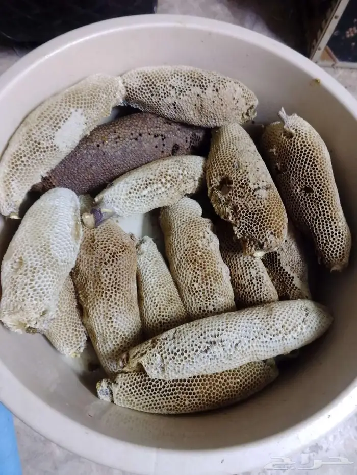 عسل بري حر 5.كيلو وربع. الكيلو ب100 0