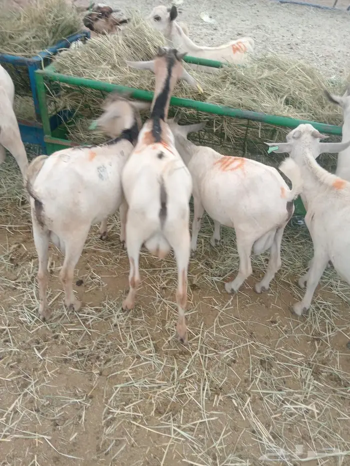 مواشي جملة وتفريد بأسعار تنافسية 6