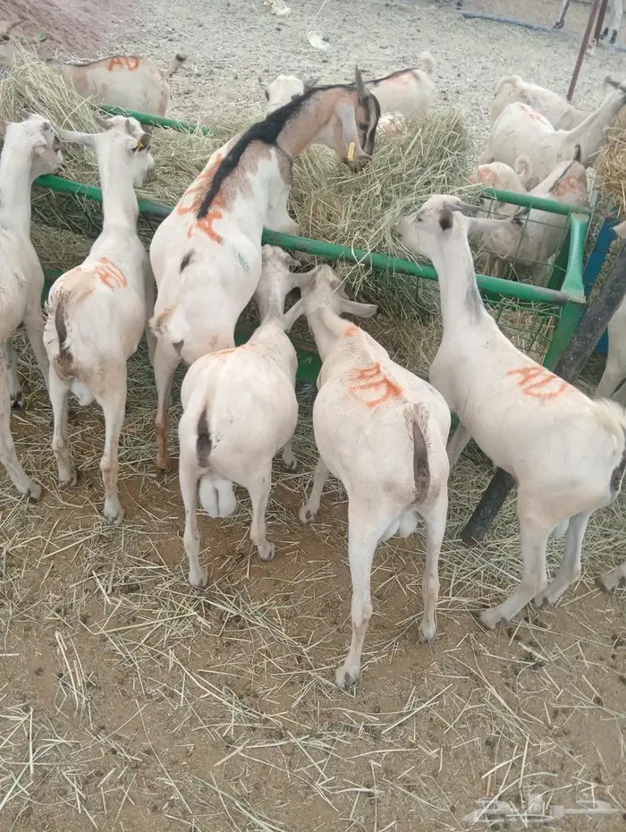 مواشي جملة وتفريد بأسعار تنافسية 3