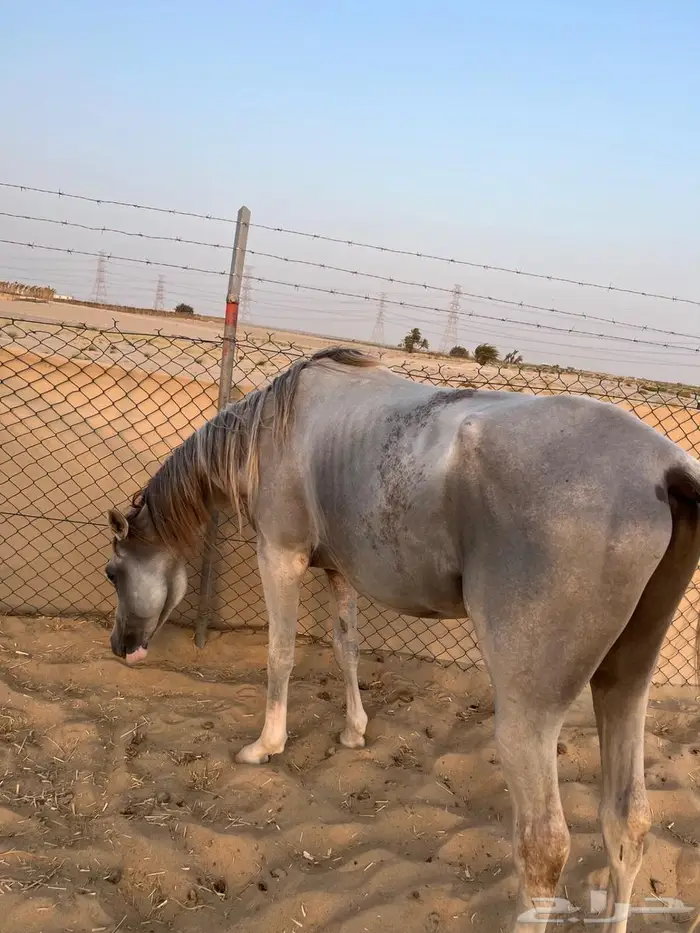 حصان شعبي 2
