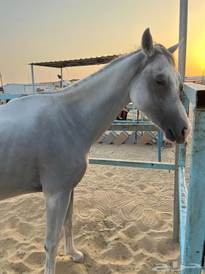 حصان شعبي 3