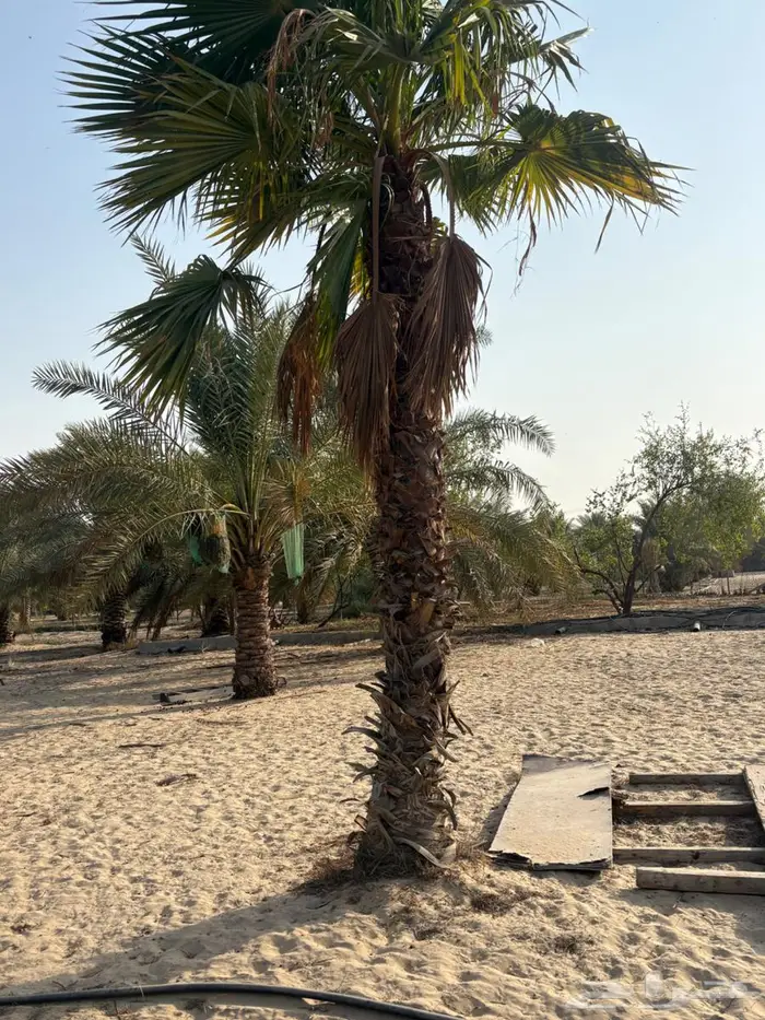 نخل واشنطوني 3
