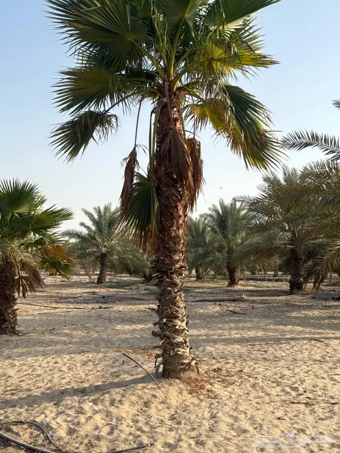 نخل واشنطوني 2