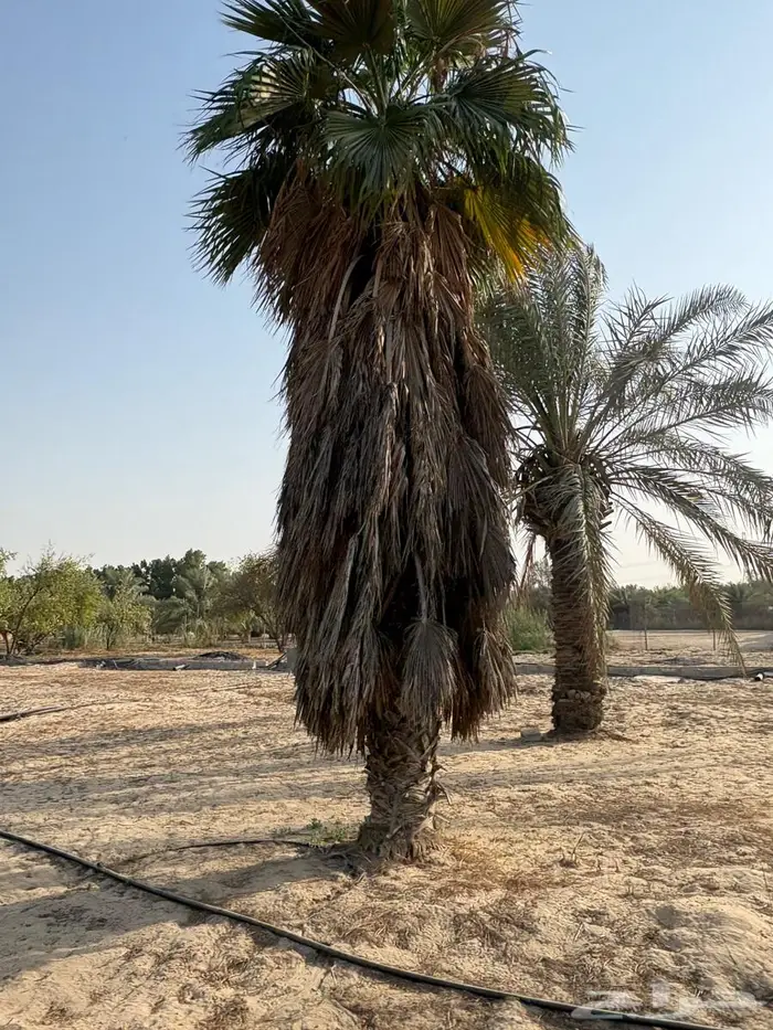نخل واشنطوني 0