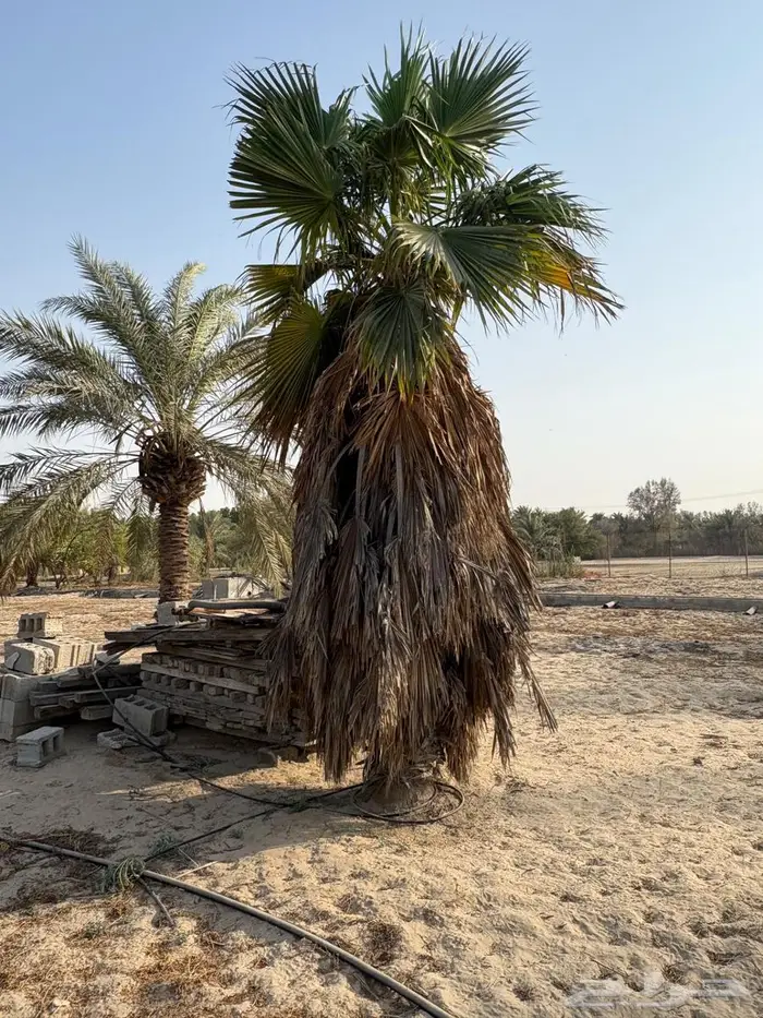 نخل واشنطوني 1