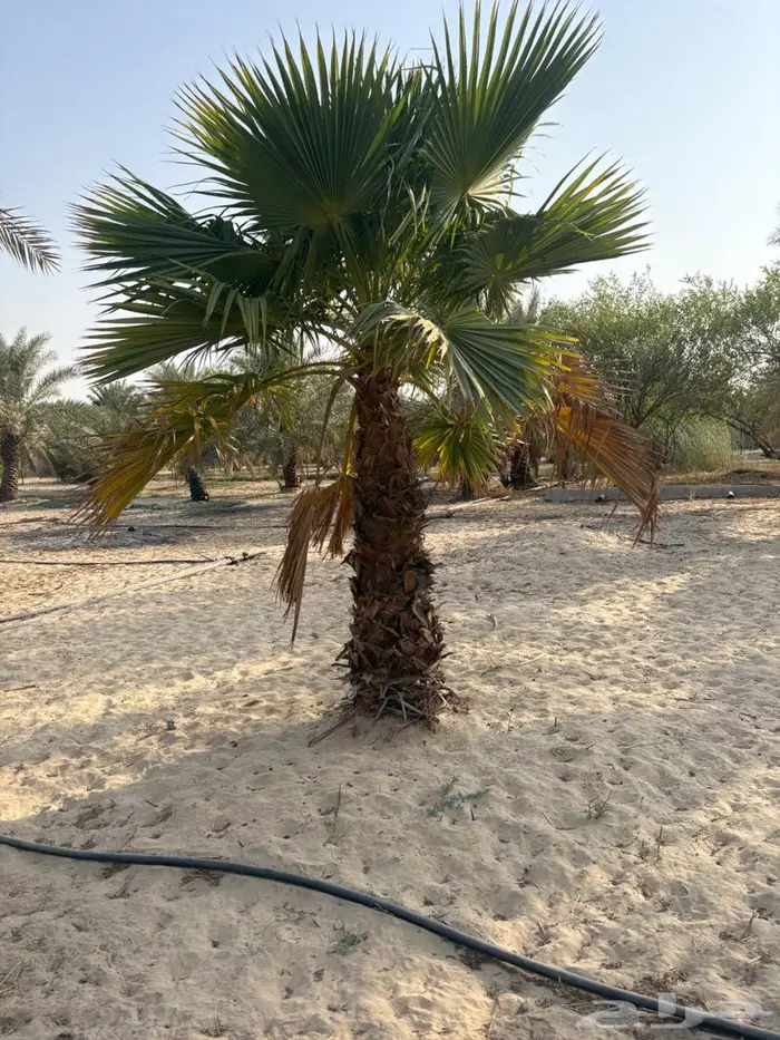 نخل واشنطوني 4