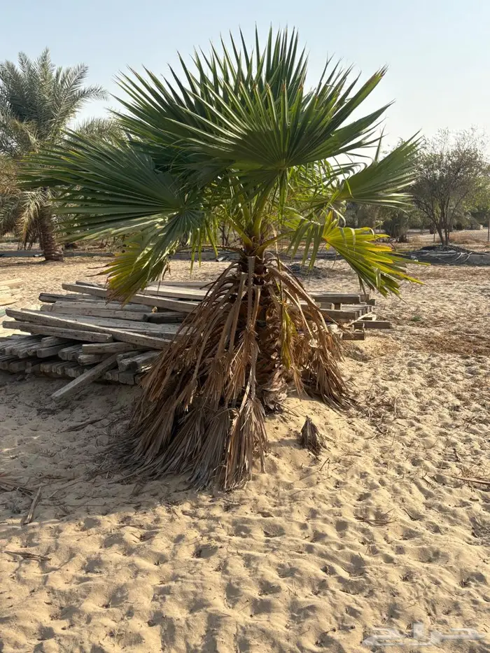 نخل واشنطوني 5