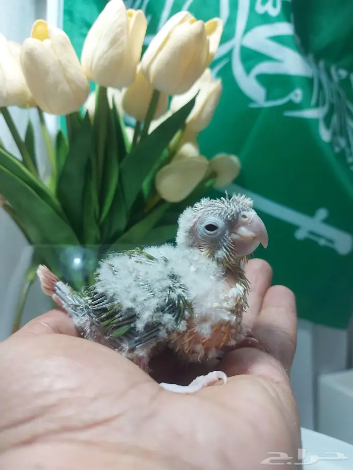 عروض اليوم الوطني (( تم البيع )) 1