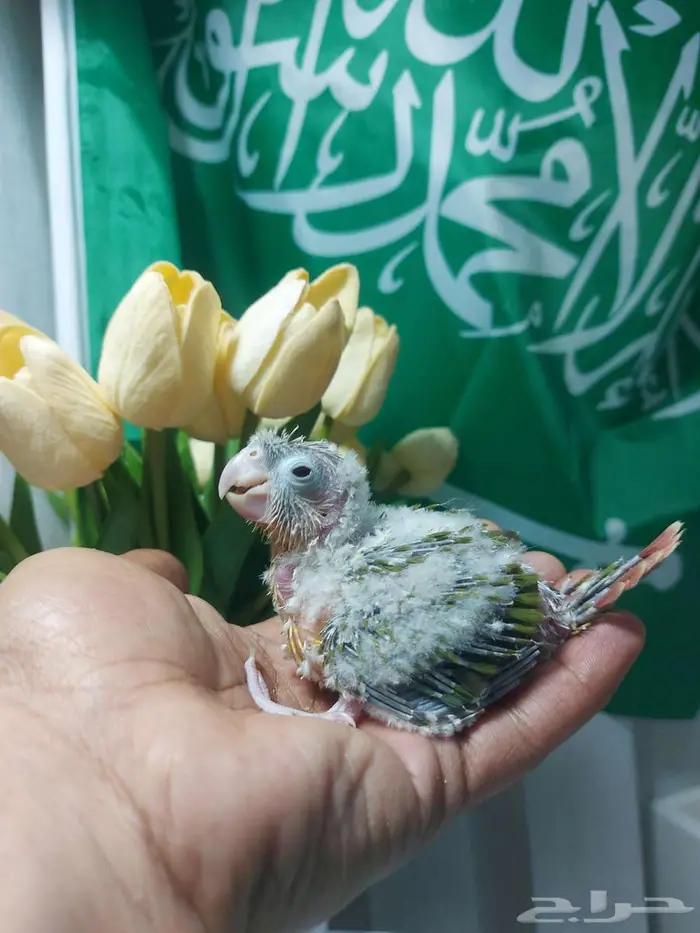 عروض اليوم الوطني (( تم البيع )) 2