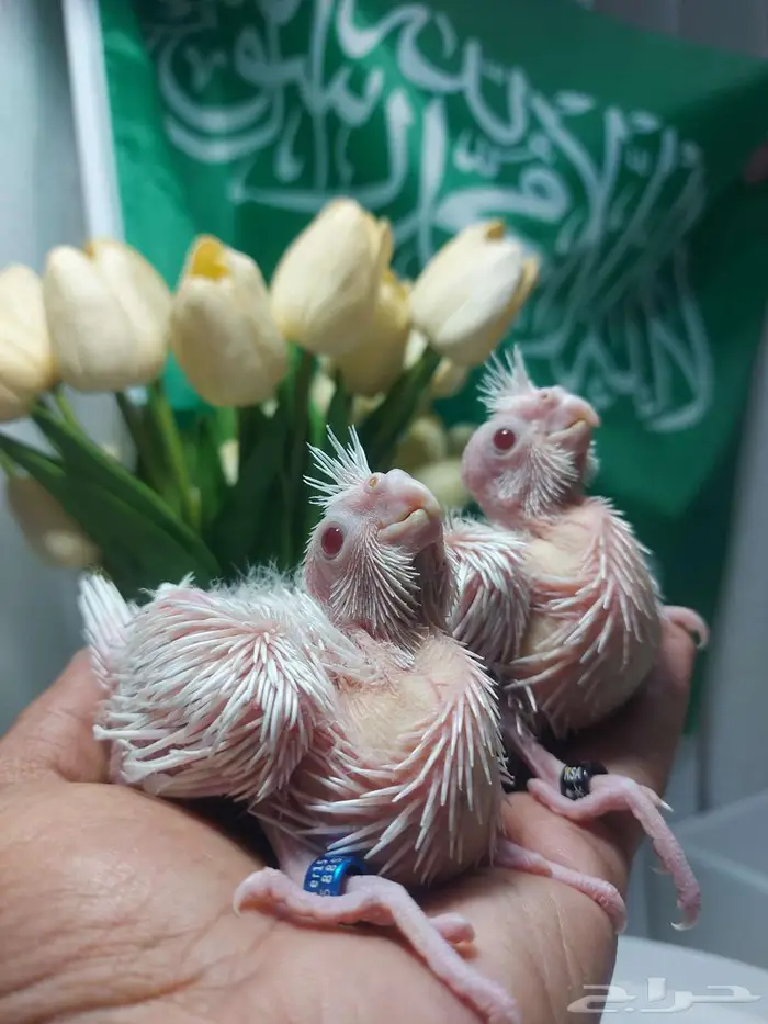 عروض اليوم الوطني (( تم البيع )) 3