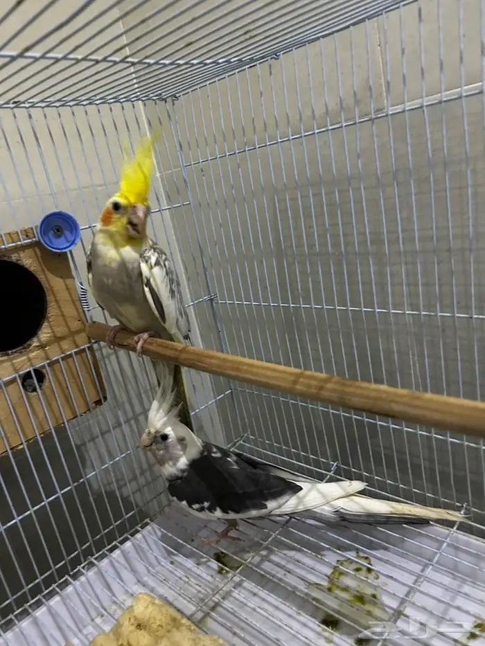 جوز كروان للبيع عنده فرخ للبيع (تم البيع) 0