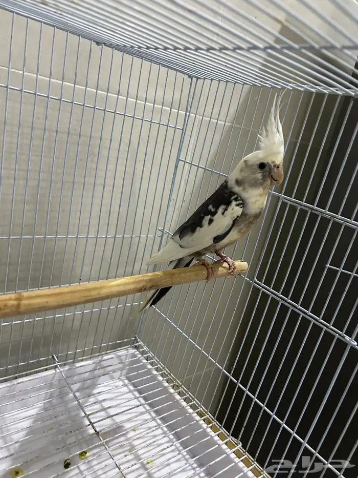 جوز كروان للبيع عنده فرخ للبيع (تم البيع) 2