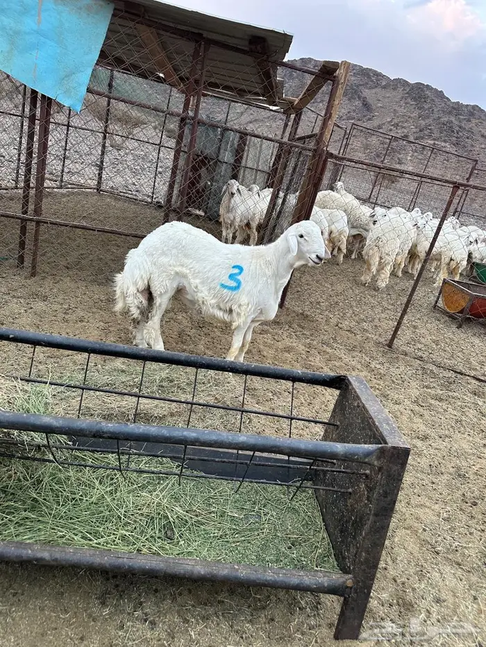 مشاريع فحول للبيع 5