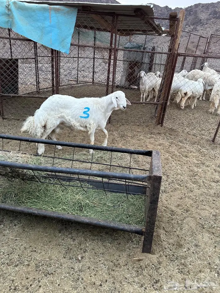 مشاريع فحول للبيع 6