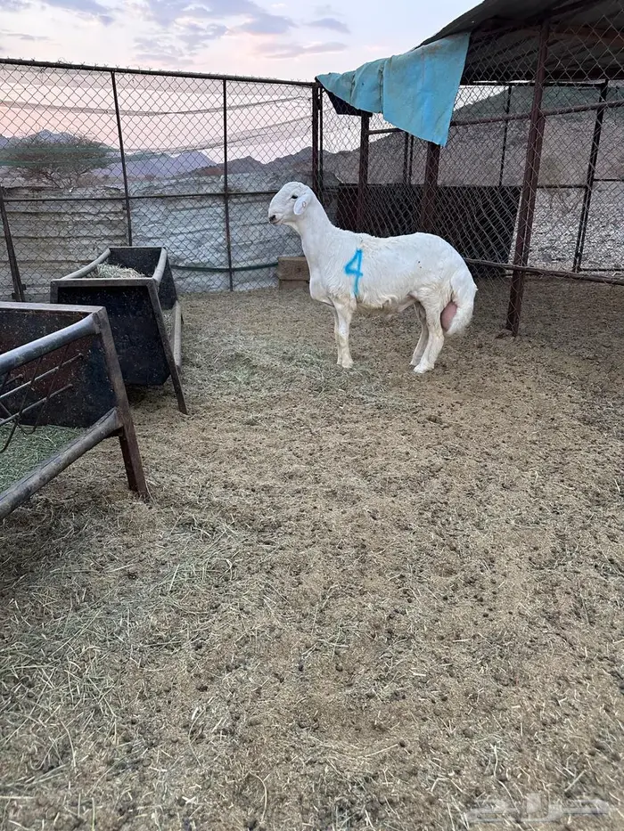 مشاريع فحول للبيع 9