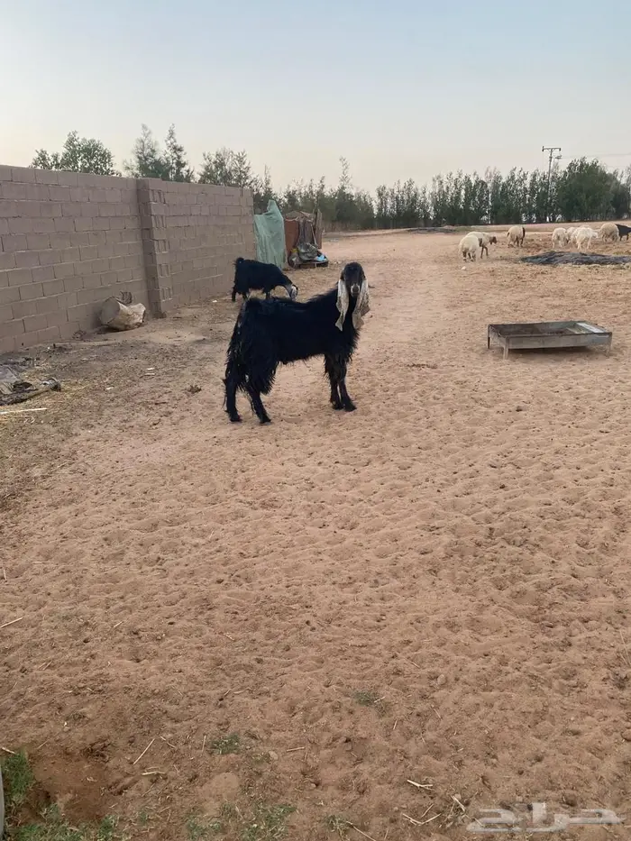 للبيع تيس عارضي ثني 1