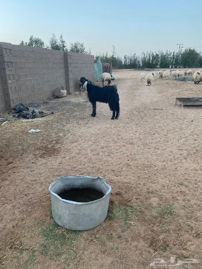 للبيع تيس عارضي ثني 3