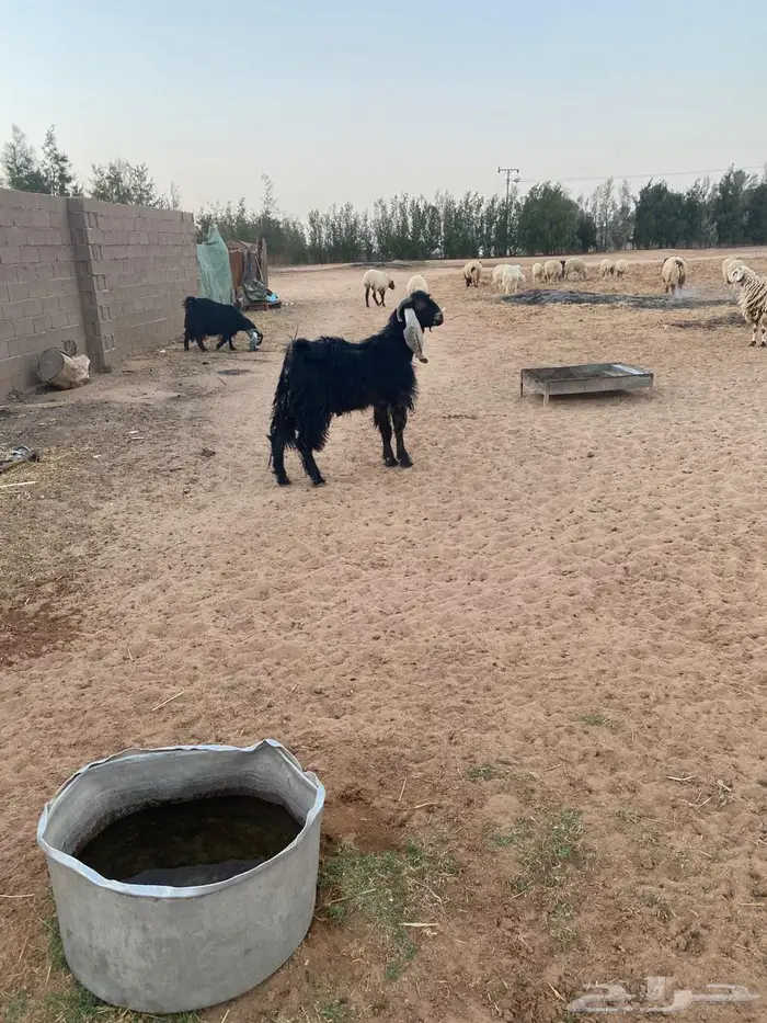 للبيع تيس عارضي ثني 2