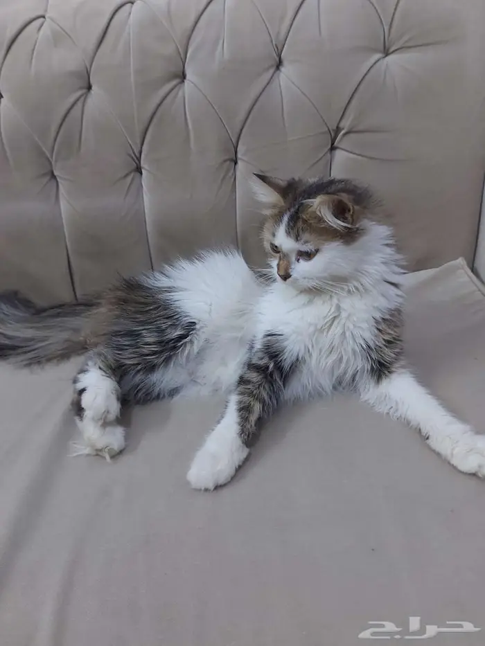 عدد 2 قطة أنثى للتبتي 1