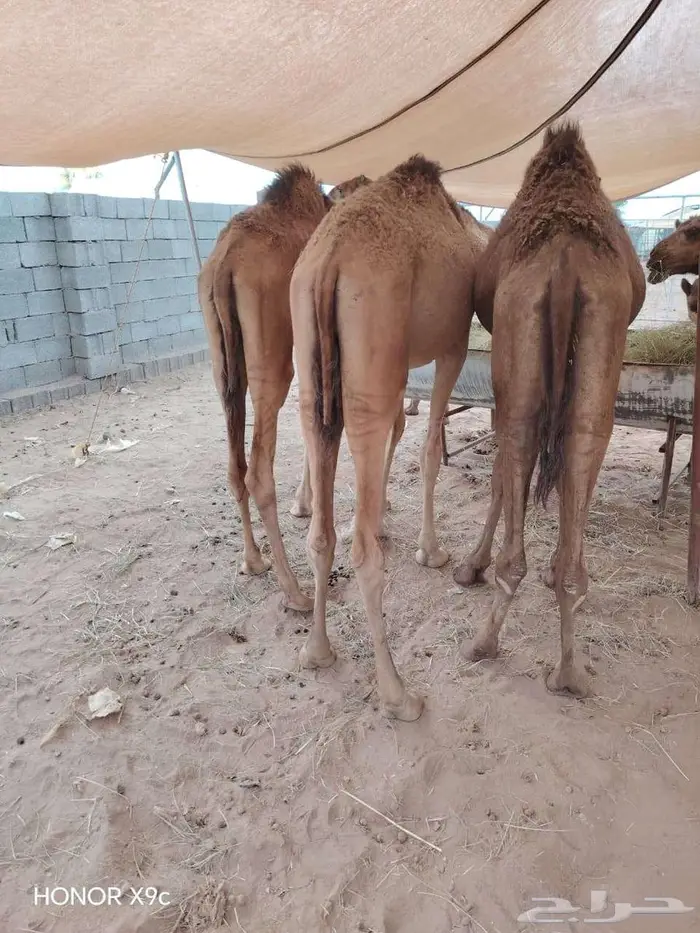 قعدان حشو مفاريد و تيوس صوماليه بمزرعة جده 1