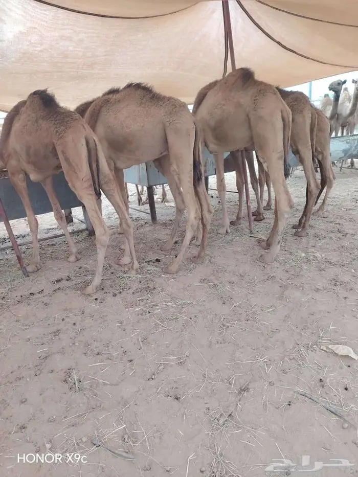قعدان حشو مفاريد و تيوس صوماليه بمزرعة جده 0