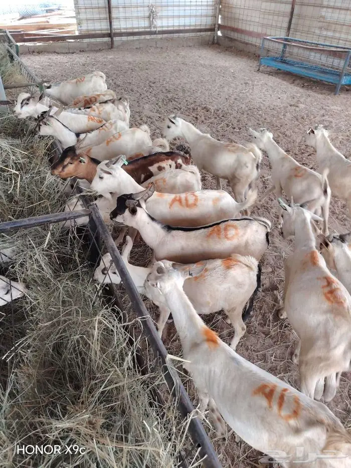 قعدان حشو مفاريد و تيوس صوماليه بمزرعة جده 3