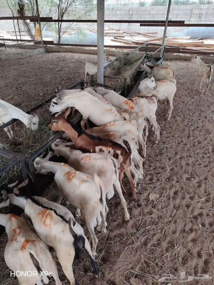 قعدان حشو مفاريد و تيوس صوماليه بمزرعة جده 4