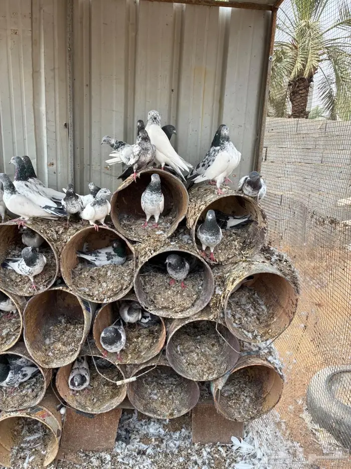 حمام 5