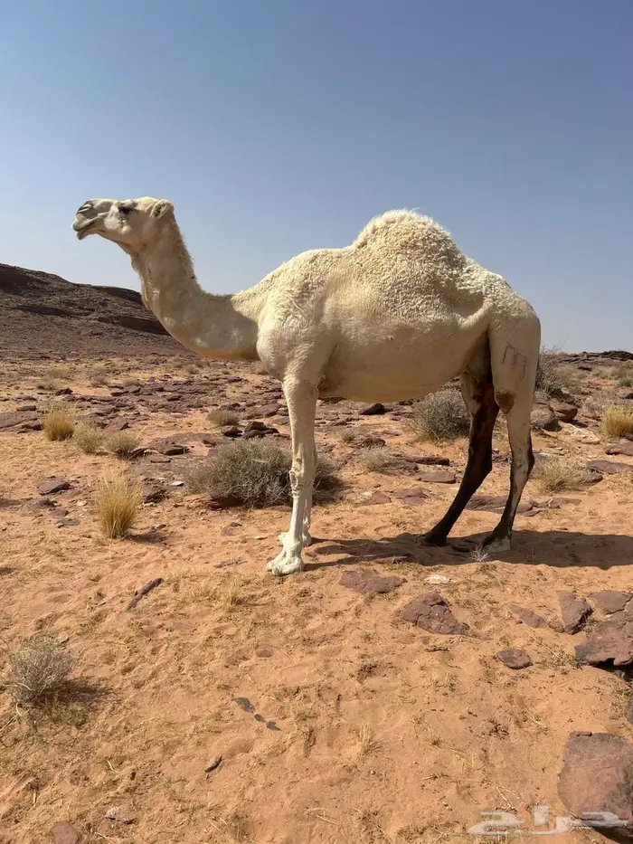 لقحة وضحى للبيع ناقة كفوا 0
