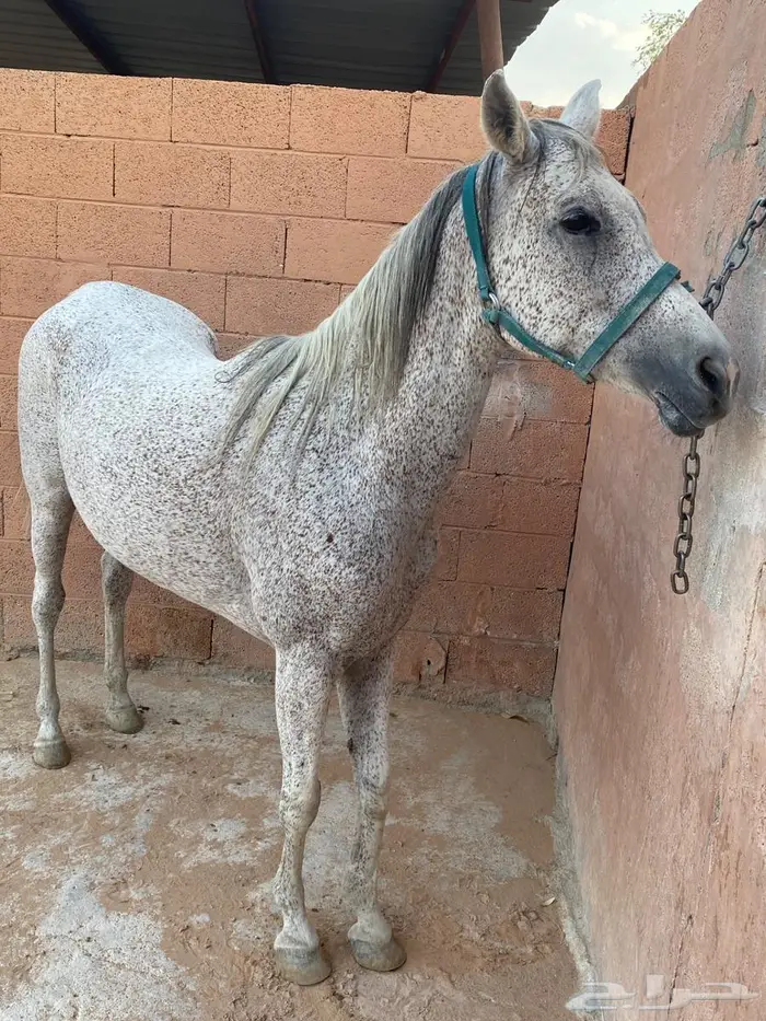 فرس مع مهره شعبيه 1