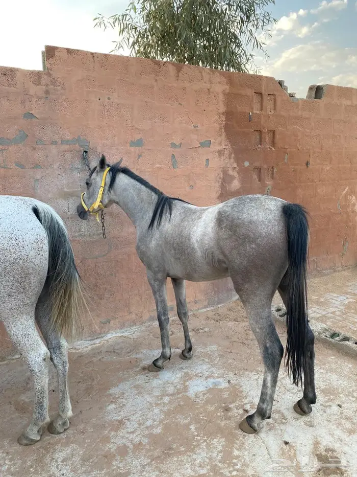 فرس مع مهره شعبيه 2