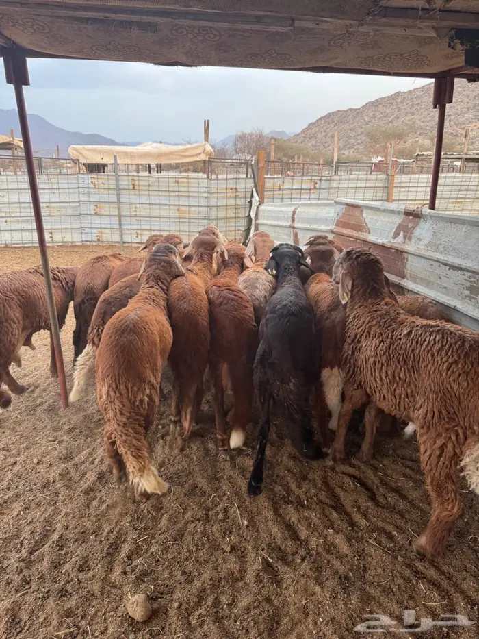 سواكن جملة وتفريد ويوجد توصيل 12