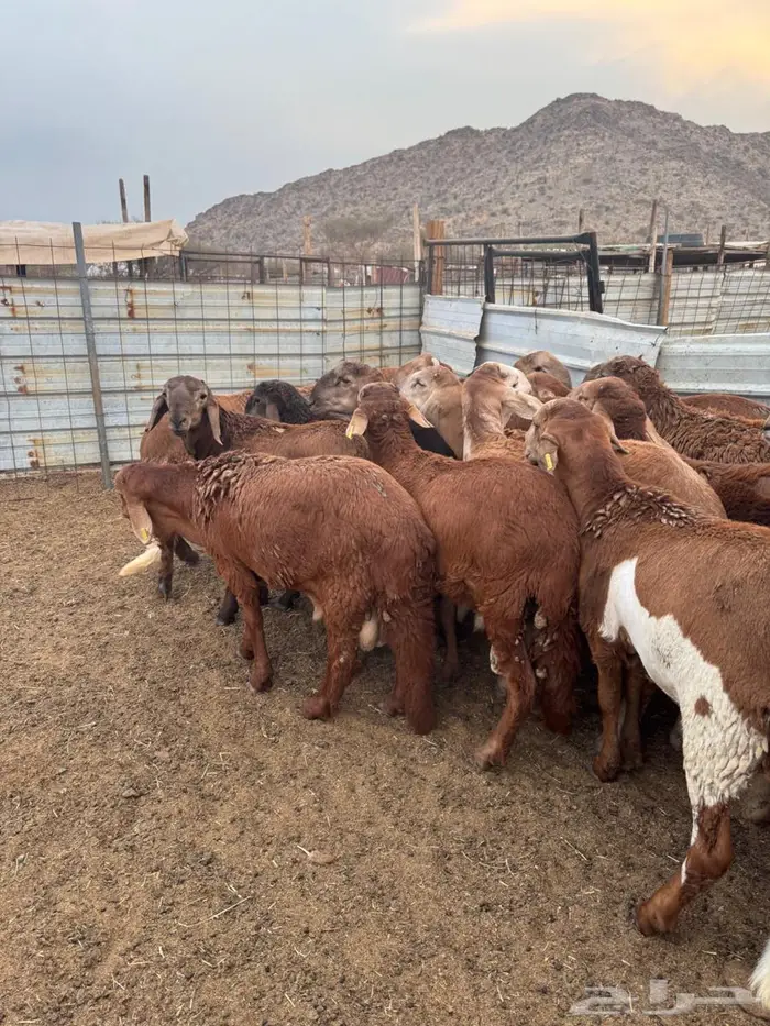 سواكن جملة وتفريد ويوجد توصيل 13