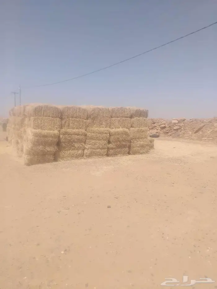 حائل 4