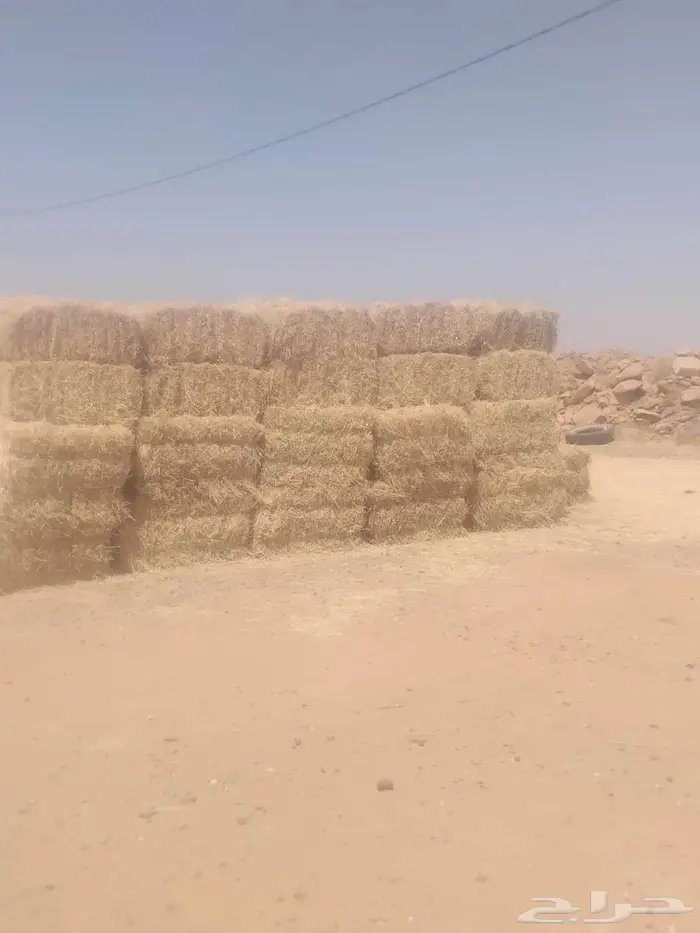 حائل 5