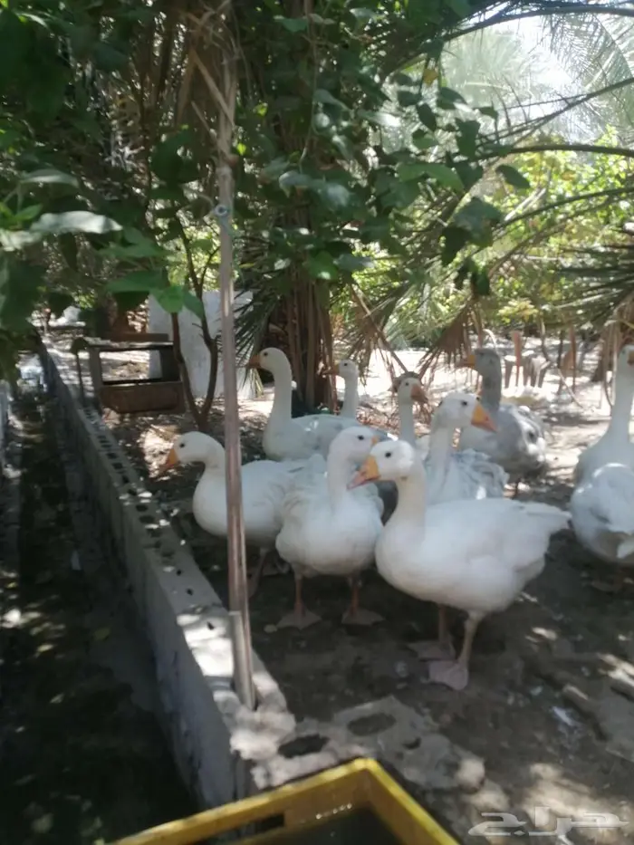 وز هجين مفتل سيباستبول 8