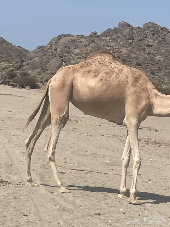 ناقه حايل 2