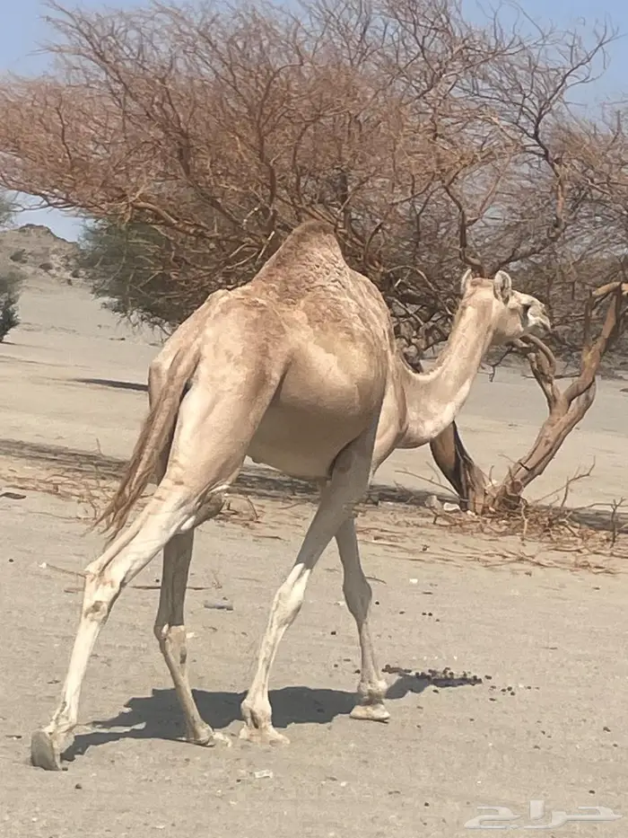 ناقه حايل 3