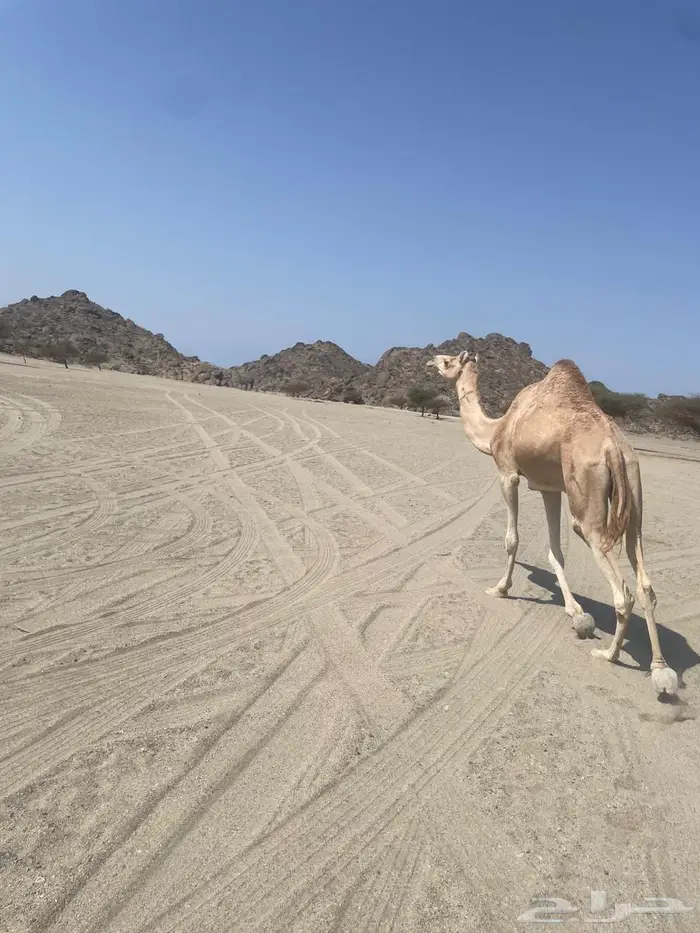 ناقه حايل 4