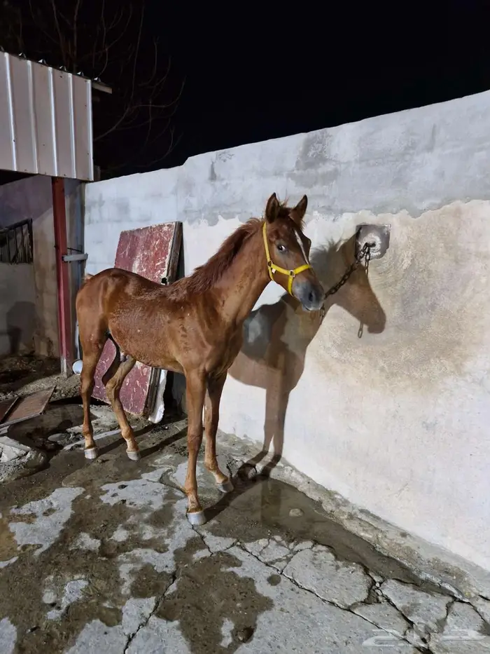 مهر شعبي 1