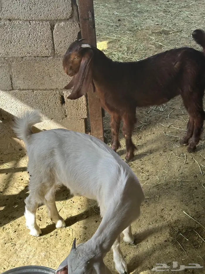 تيوس وجفار 3 شهور طيبه 2