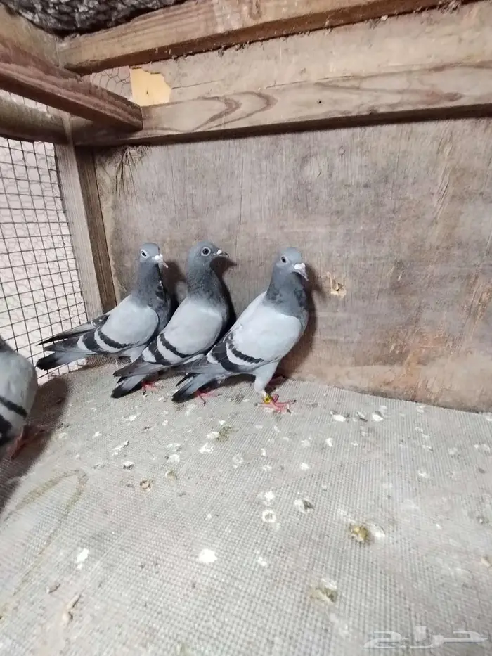 حمام زاجل للبيع 0