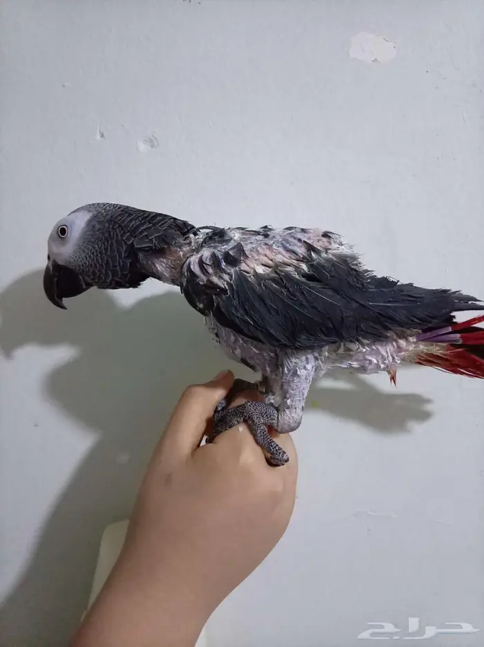 انثي بكاسكو متكلمه واليفه محلله بشهاده بدل بامازوني او بيع 5