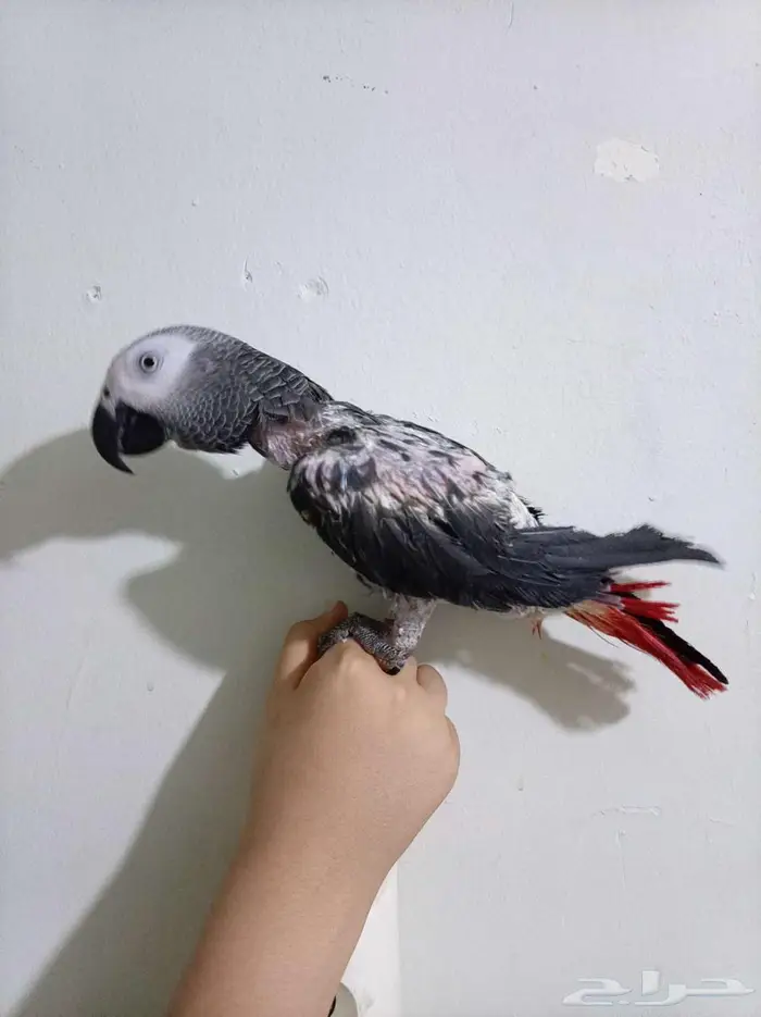 انثي بكاسكو متكلمه واليفه محلله بشهاده بدل بامازوني او بيع 6