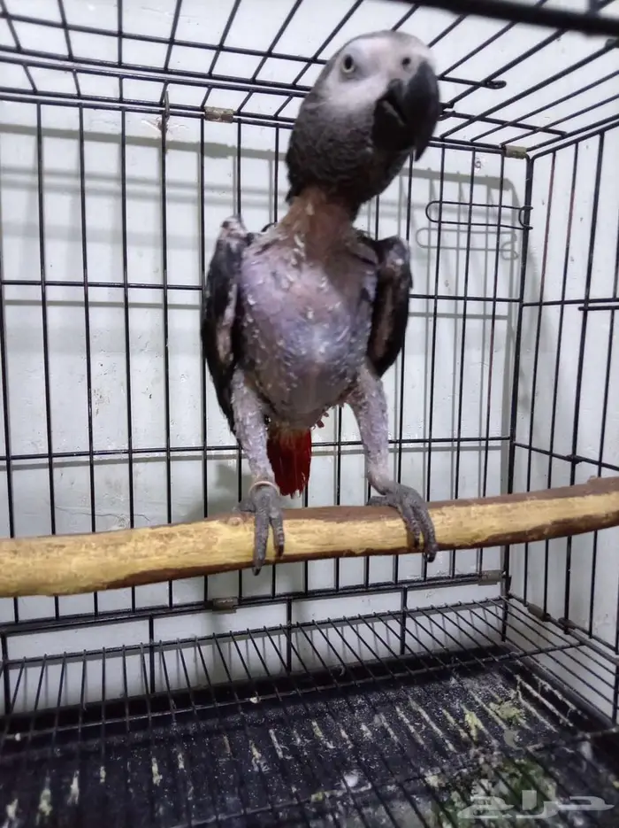 انثي بكاسكو متكلمه واليفه محلله بشهاده بدل بامازوني او بيع 7