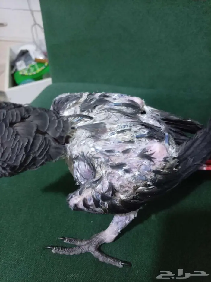 انثي بكاسكو متكلمه واليفه محلله بشهاده بدل بامازوني او بيع 11