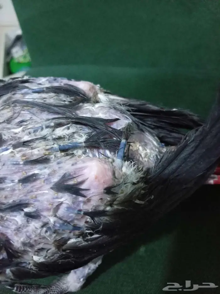 انثي بكاسكو متكلمه واليفه محلله بشهاده بدل بامازوني او بيع 9