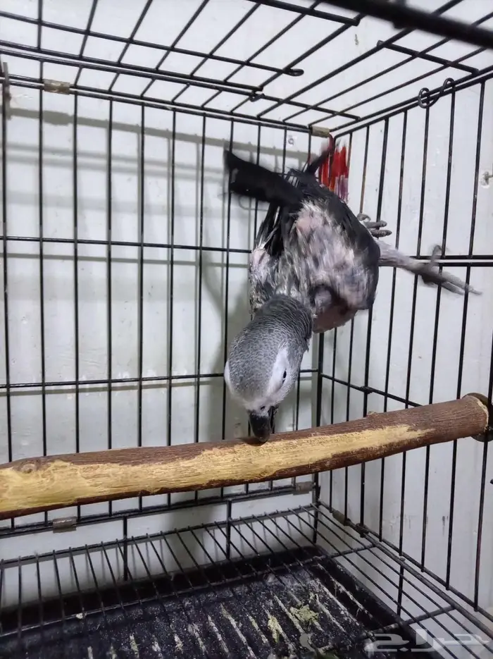 انثي بكاسكو متكلمه واليفه محلله بشهاده بدل بامازوني او بيع 10